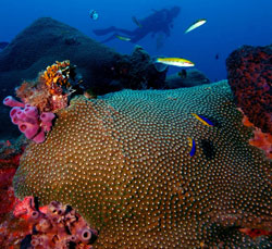 Dry-Tortugas