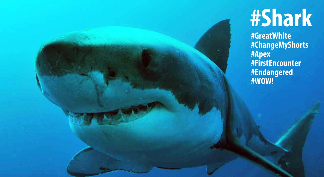 great white shark