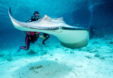 amazing underwater encounter