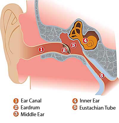 ear diagram