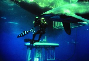 Out of the cage for the first time and filming Oceanic Whitetips feeding on dead whale carcass above, off South Africa, 1969