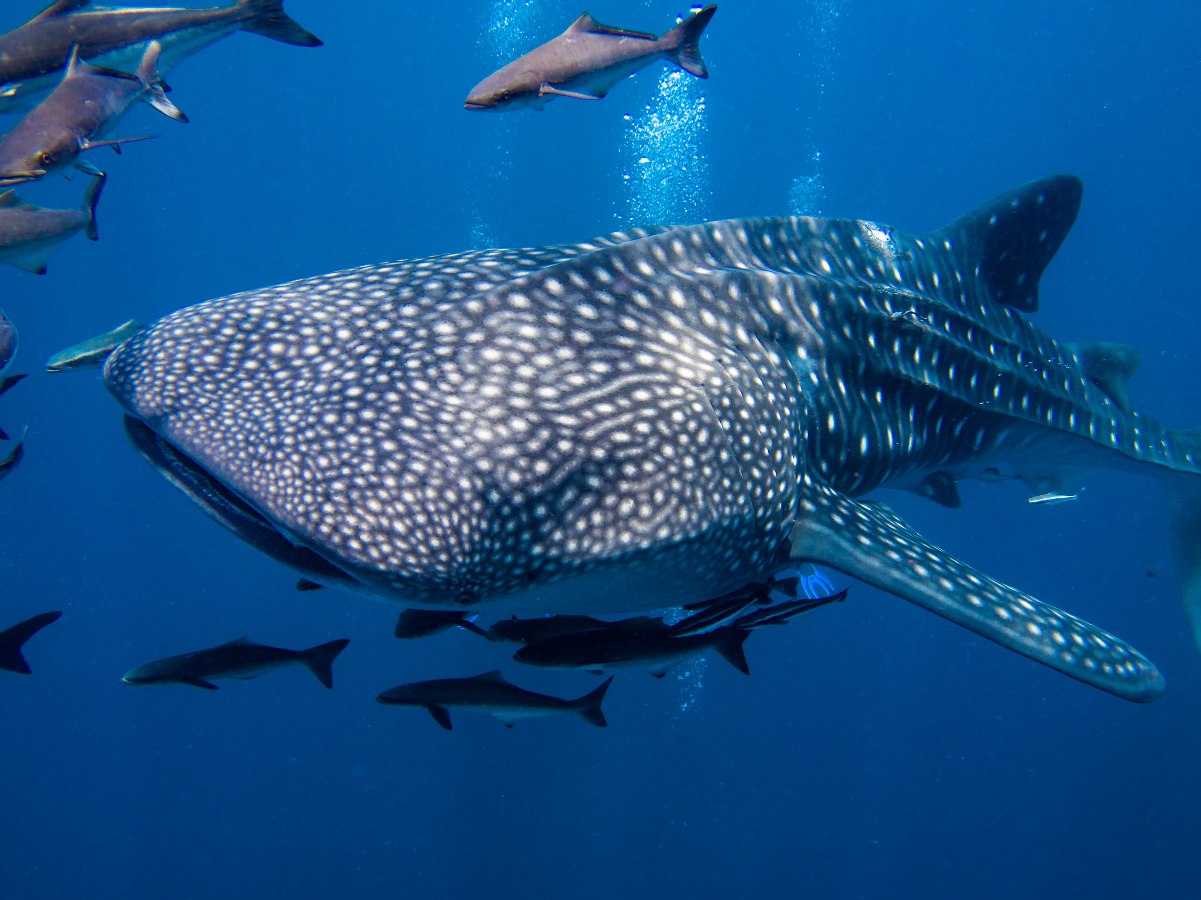 Whale shark diving Belize