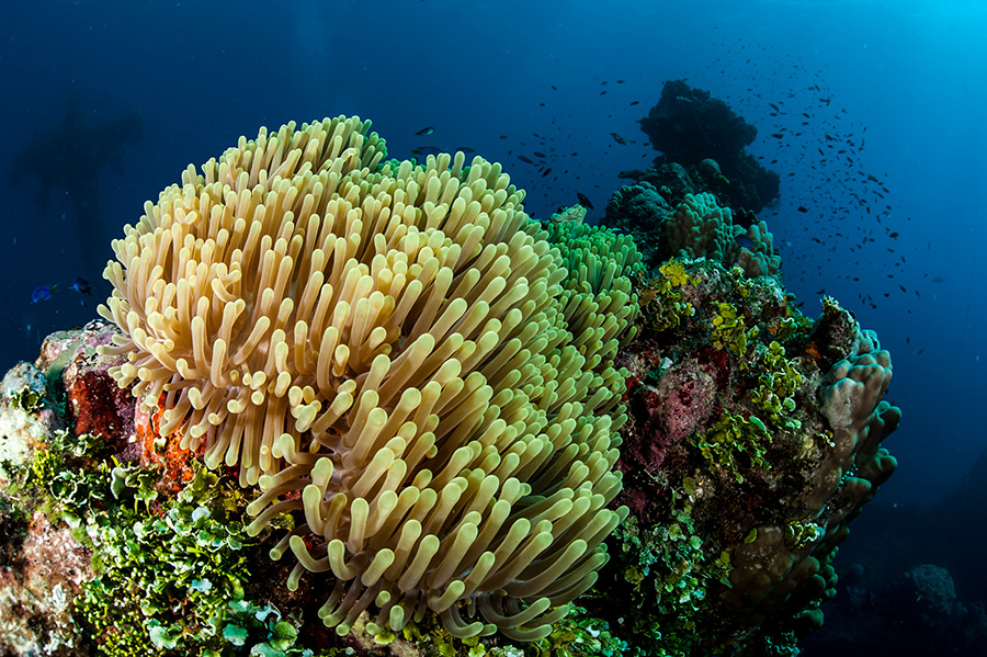 Fujikawa Maru at Truk Lagoon