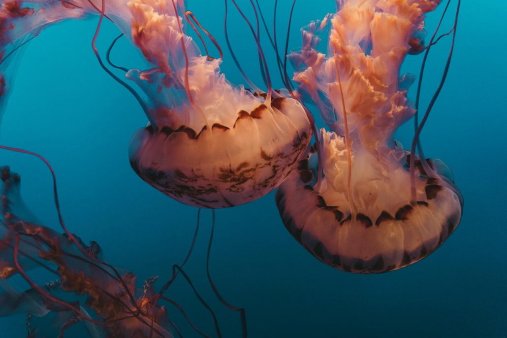 jellyfish