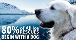 IceRescueDog