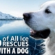 IceRescueDog